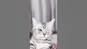 Adobe Photoshop 2025 Tips - Clone Stamp Tool