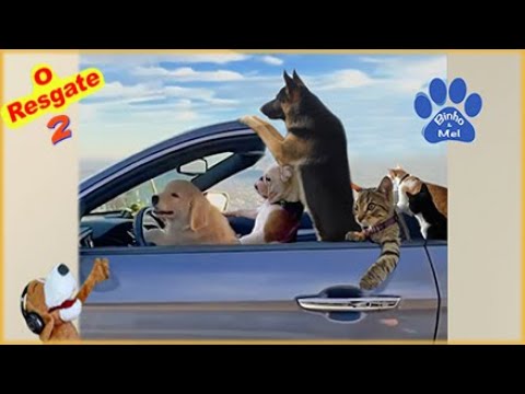 Vídeo: O rapper de gato Moshow compartilha seus sentimentos inspirados no felino [vídeo]