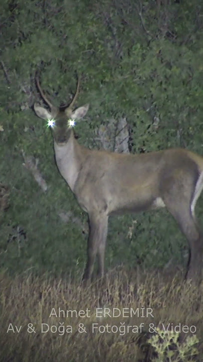 “Hiç Gördünüz mü? Geyik Gece Yaprak Yiyor” 🌙🍃 #geyik #deer #wildanimals #deervideos #nature