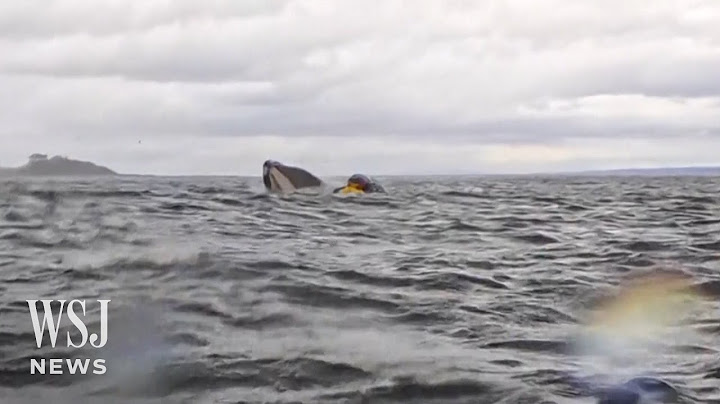 Watch: Whale Swallows Kayaker Briefly Before Spitting Him Out | WSJ News