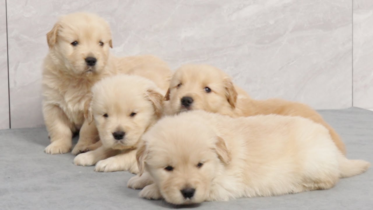 Adorable Golden Retriever Puppies Wake Up At The Same Time When They ...
