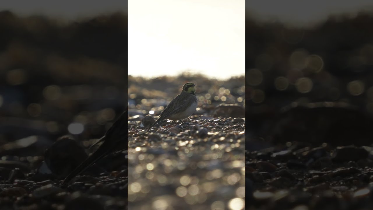 Would YOU spot them?? 2025 