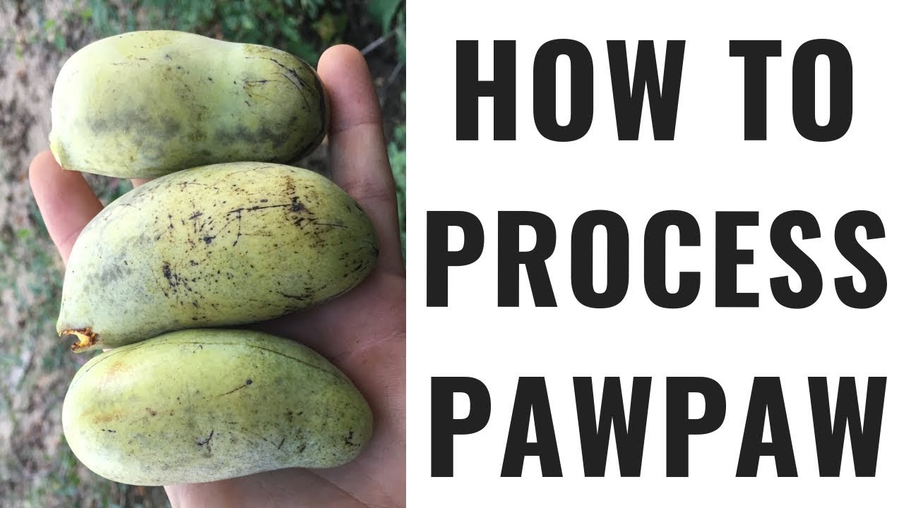 How to Process Pawpaw - No More Seeds!