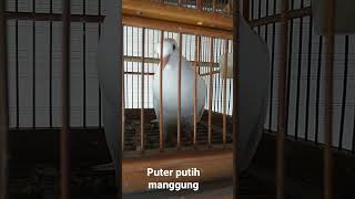 Download Lagu puter putih kalung mata merah gacor MP3