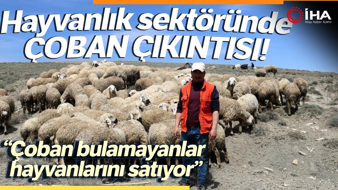Çetindağ: Ülke Genelinde Çoban Sıkıntısı Yaşanıyor