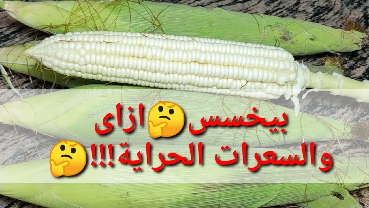 الذره المشوى يزيد الوزن أم ينقص الوزن واسهل طرق لشوية فى البيت محسوب السعرات الحرارية اكلات دايت Youtube