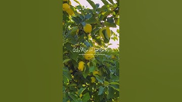ولسوف يعطيك ربك فترضى | تلاوة خاشعة | تلاوة هادئة تريح النفس