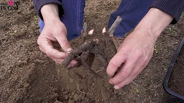 Kann man Pfingstrosen auch im Frühjahr Pflanzen?