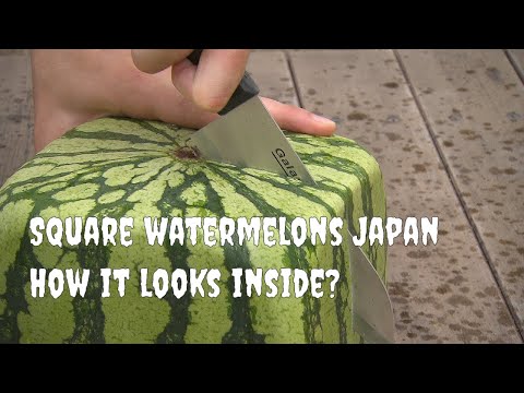 Video: Growing Square Watermelons - Informationen über eine quadratische Wassermelone