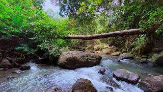 Deep Serenity with a Peaceful Wild Stream Passing Under Fallen Trees, Flowing Over Ancient Stones