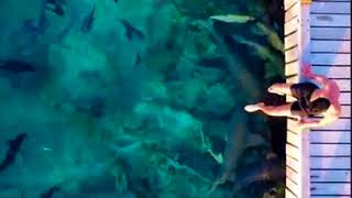 Swimming with the sharks in Maldives