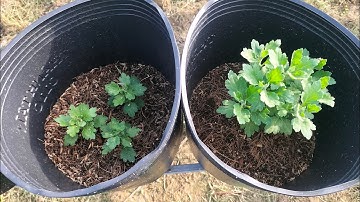 Cúc mâm xôi hàng 4 cơi và 5 cơi. hoa Tết 2025