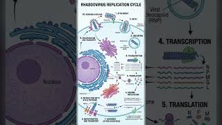 Bullet-shaped Rhabdovirus replication cycle from cellular entry to viral budding.