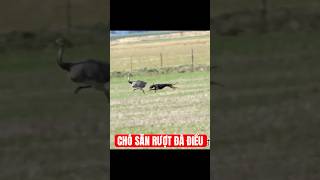 Một con đà điểu bị đàn chó săn phía sau đuổi sát không buông, liệu nó có thể trốn thoát được không?