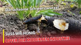 Schwarzwurzel: Das unterschätzte Heilgemüse aus Omas Küche | Heilpflanzen aus Deutschland