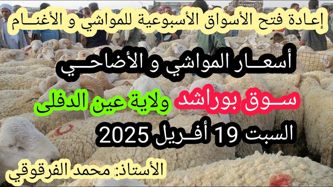 أسعار الأضاحي سوق الأغنام بوراشد ولاية عين الدفلى19 فريل 2025 تم إعادة فتح الأسواق الأسبوعية للأغنام