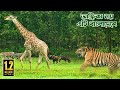 а Џа а їа Їа ја ѕа а ёа а Ќа а а ѓа а Ћ а ёа ѕа а ѕа а ї а Єа ѕа а Ќа а а ѕа а Іа ѕа а а а THE LARGEST SAFARI PARK IN ASIA а Џа а їа Їа ја ѕа а ёа а Ќа а а ѓа а Ћ а ёа ѕа а ѕа а ї а Єа ѕа а Ќа а а ѕа а Іа ѕа а а а THE LARGEST SAFARI PARK IN ASIA