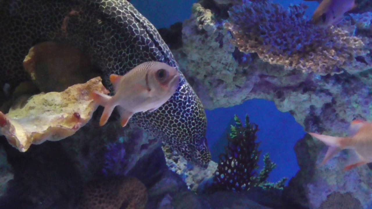 feeding my Laced moray eel, saltwater aquarium, Gymnothorax favagineus