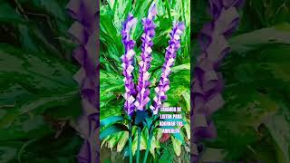 Decora Tus Arreglos Con Flor Lavanda