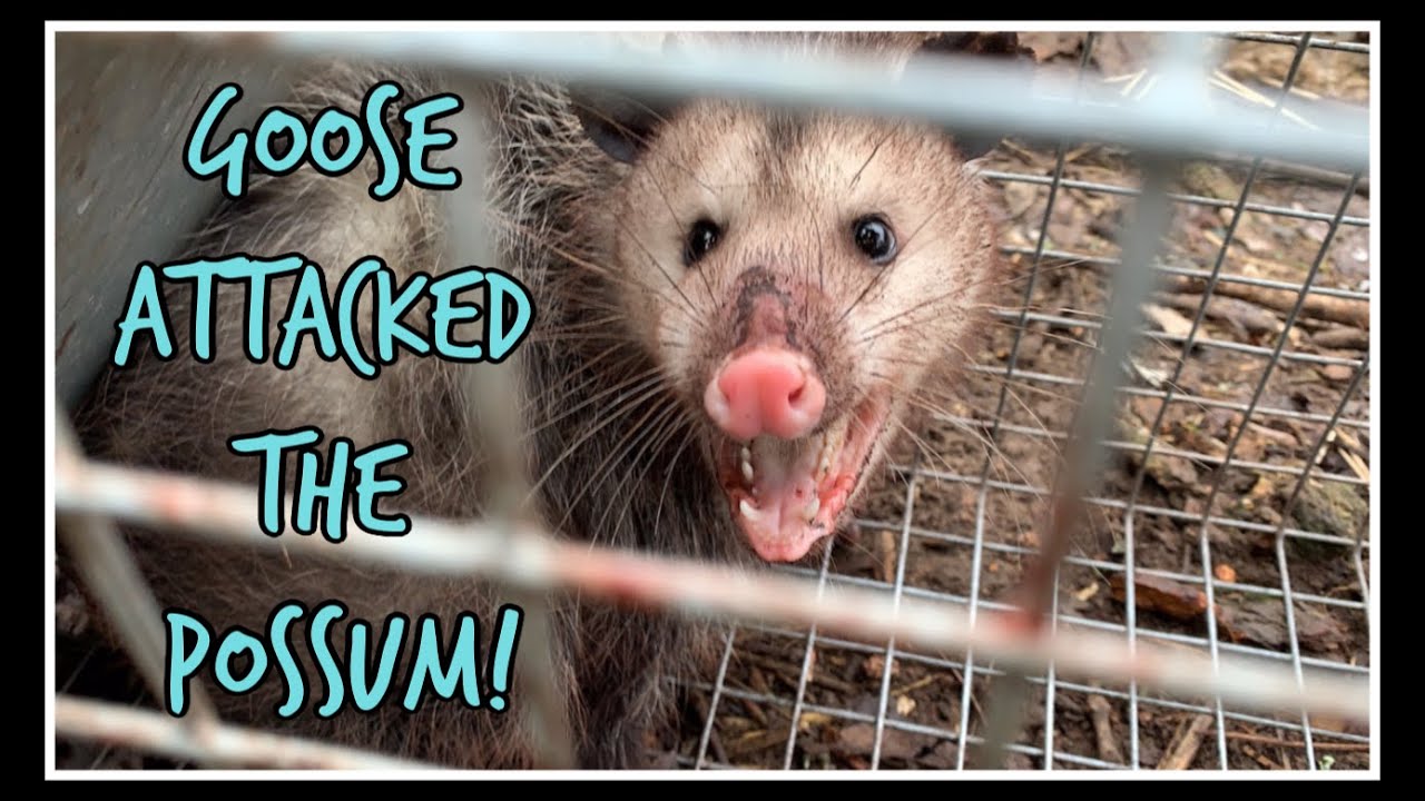 Goose ATTACKED the Possum! YouTube