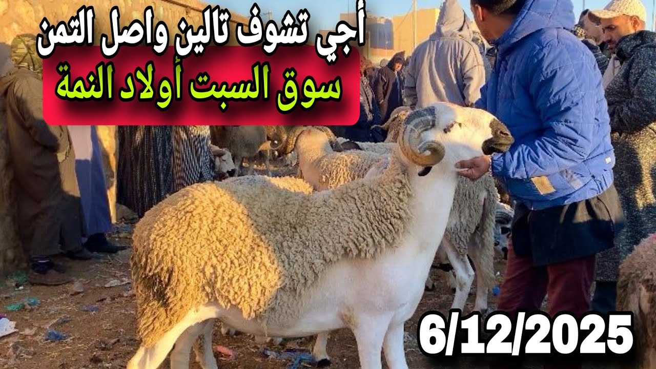 مباشرة من سوق السبت أولاد النمة إقليم الفقيه بن صالح 6/12/25 مع تمن الحولي و النعجة و حولية 🐑🐑🇲🇦