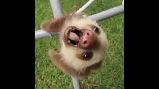 Cute baby Sloth plummets
