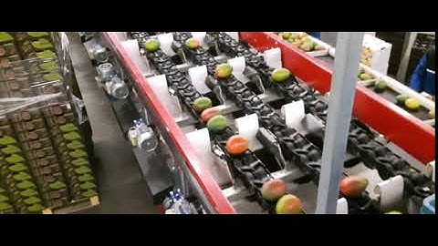 AWETA | Mango sorting machine
