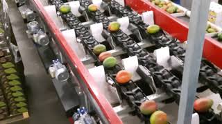 Famous AWETA | Mango sorting machine Wealth