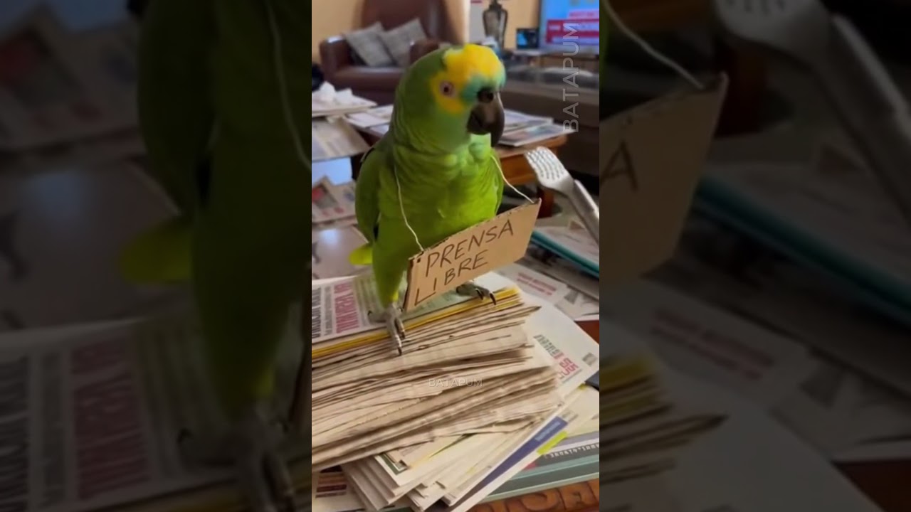 ¡ÚLTIMA HORA! Agente Paco confirma la NOTICIA 🚨🦜📺  