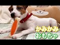 噛み癖がある子犬に噛むおもちゃを買ってあげた。　ジャックラッセルテリア【なのは】
