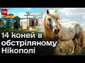 🐴💔 Страшні вибухи і обмеження у їжі: кінне ранчо у Нікополі - НА МЕЖІ