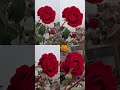 #rose #gardening #redrose #reels #newjourney #music