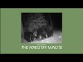 How to get the best pictures from your trail camera