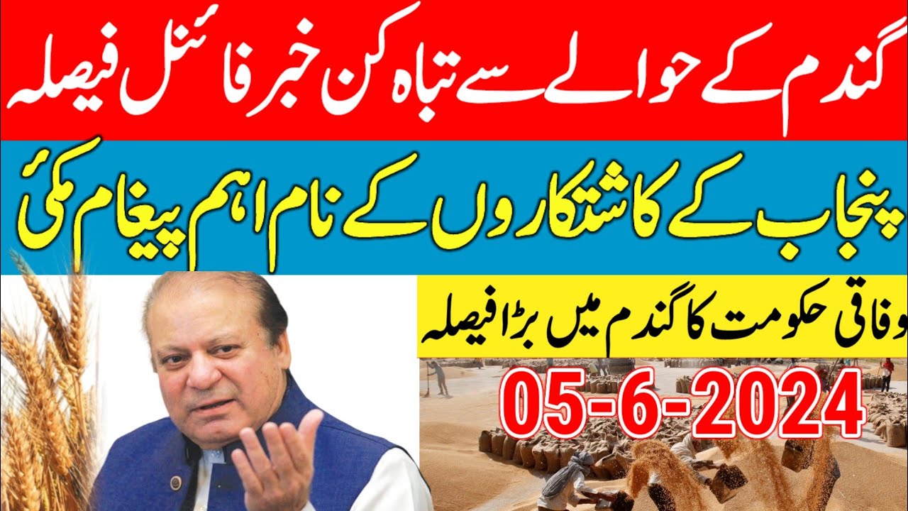 gandam rate today/wheat price today in punjab/2024 گندم کا ریٹ/ Makki ka rate today punjab