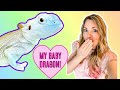 Meeting My Baby Bearded Dragon | Zero Morph Beardie Unboxing