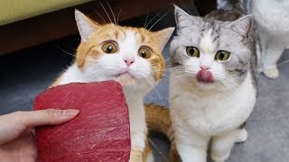 I bought 10 pounds of good beef, made the dried meat to cats and it was delicious! | SanHua Cat Live