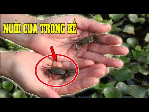 NUÔI CUA ĐỒNG TRONG BỂ XI MĂNG NHÀ NÔNG LÀM GIÀU BỀN VỮNG