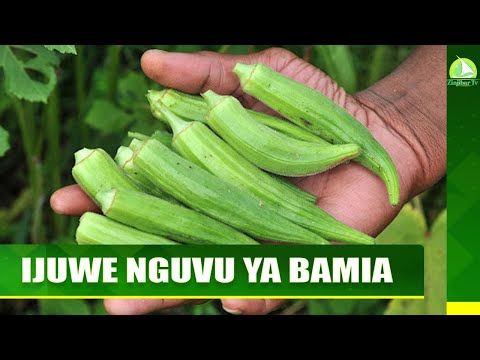 Video: Kwa nini mbwa hucheza kuvuta kamba?