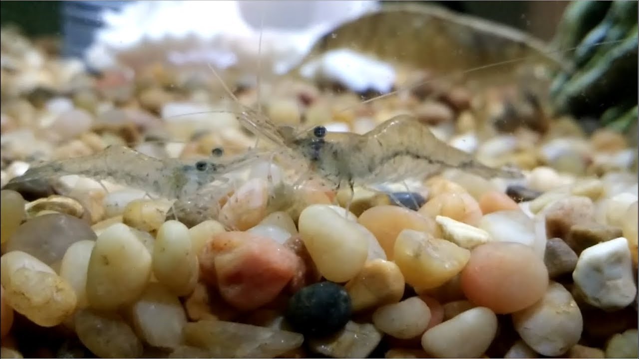 Shrimpingstan Colony Chapter 6 (Hawa & Aadam) Ghost Shrimps in harmony with Goldfish & Rock Shrimps