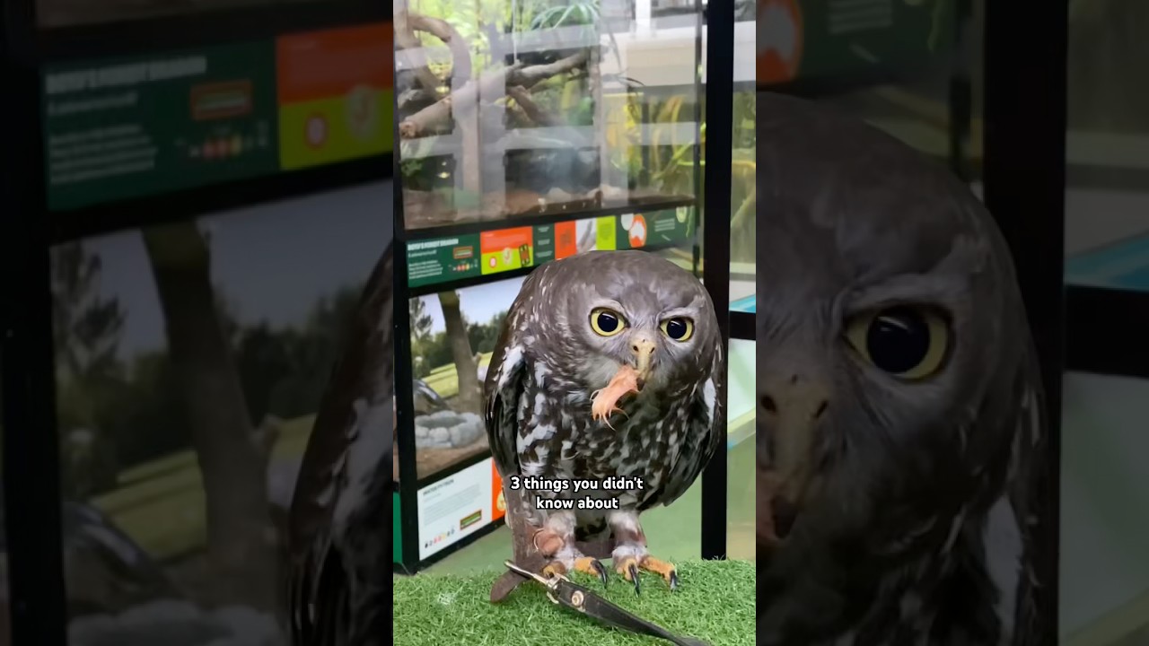 You DIDN’T know this about the Barking Owl