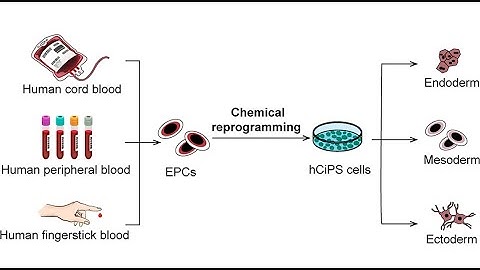 A Drop of Blood, A New Era  Stem Cell Science Unveiled