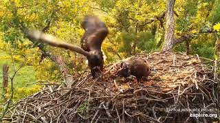 Decorah North Nest. Sibling love over some nestovers - explore 07-04-2021