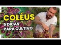 COLÉUS (Coração Magoado): 5 Dicas para o CULTIVO