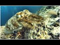 Интересные встречи под водой - осьминоги, лобстеры, каракатица 🐙