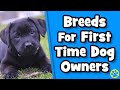 11 Best Dog Breeds For First Time Dog Owners