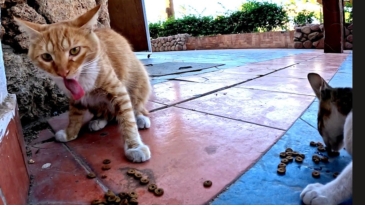 Egypt Kittens Eat Cat Food Well But Suddenly One Chokes While Eating
