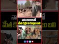 నాటు బాంబులతో మేత కెళ్లిన పశువులు బలి | Mancherial Naatu Bomb Incident | Mahaa Telangana