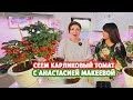 Сеем Карликовый Томат с Анастасией Макеевой