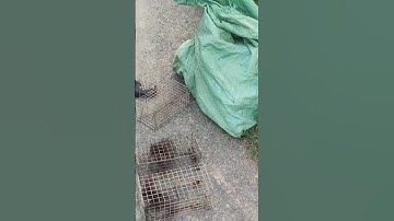 đặt bẫy chuột cống nhum gặp chuột cống nhum bự to thấy ham quá