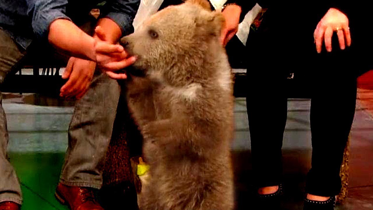 8 Times We Could NOT Stop Squealing Over Cute Baby Animals on Our Show | Rachael Ray Show